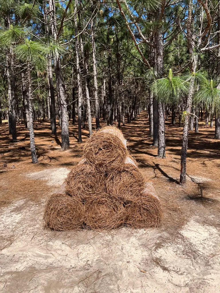 A freshly mulched landscape with longleaf pinestraw